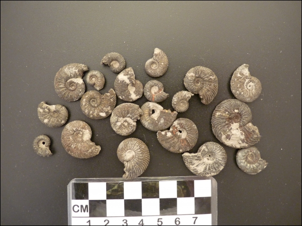 Ammonite Villers sur mer 5x