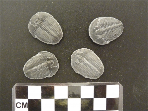 Elrathia trilobiet los A ±25mm