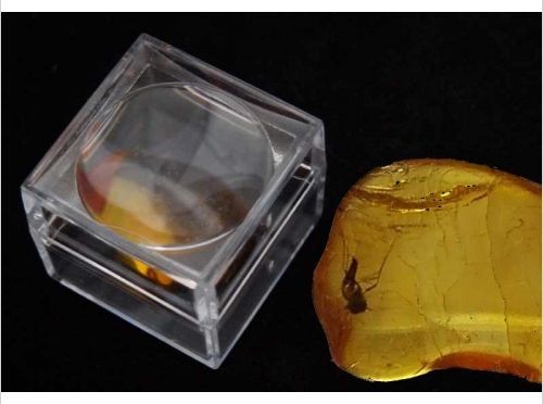 Amber with insect in Loupe box 10x