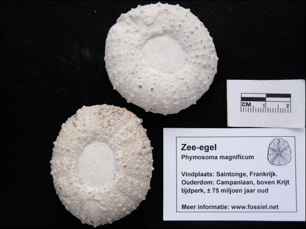 Zee-egel Phymosoma magnificum extra groot