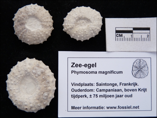 Zee-egel Phymosoma magnificum middel