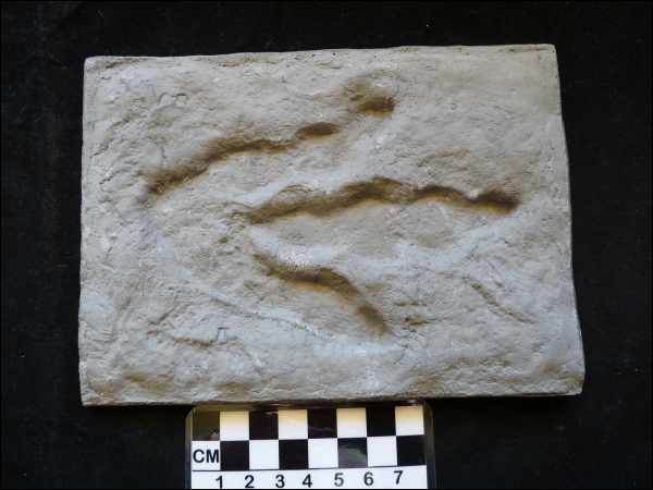 Dinosaur footprint REPLICA 13cm