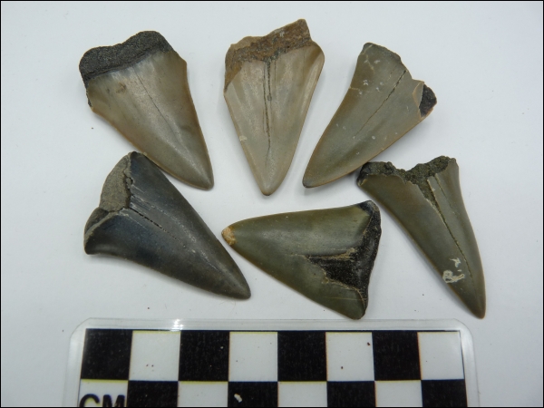 Shark tooth Hastalis B Cadzand large