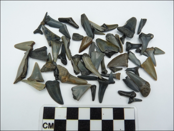 Shark teeth Cadzand B 50 grams