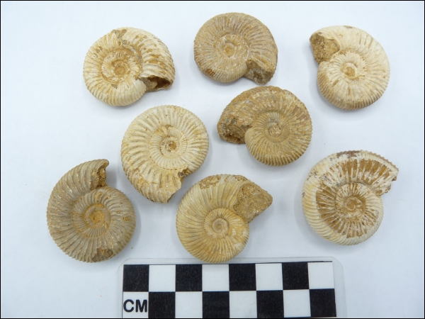 Ammonite Madagascar 3-4cm small