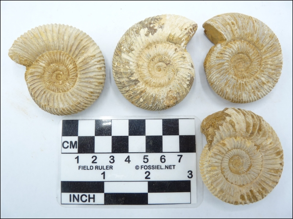 Ammonite Madagascar 5-6cm large