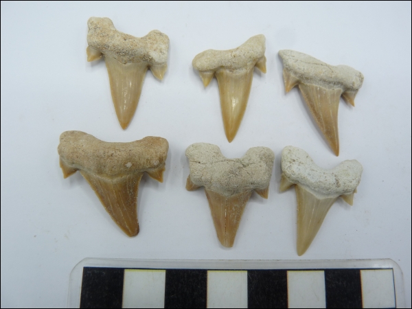 Shark tooth Otodus A 25-40mm