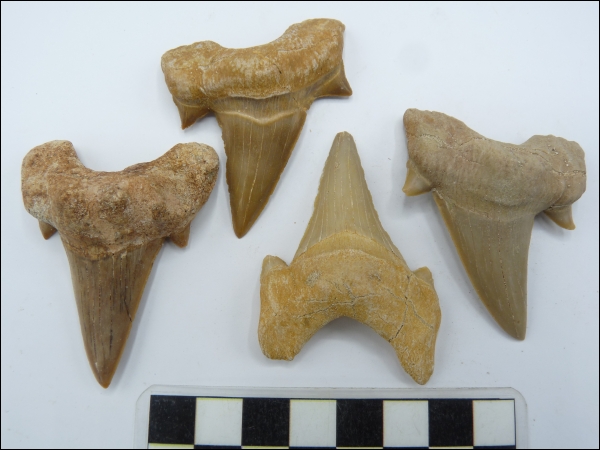 Shark tooth Otodus A 50-60mm