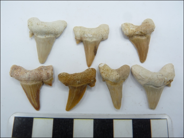 Shark tooth Otodus B 25-40mm