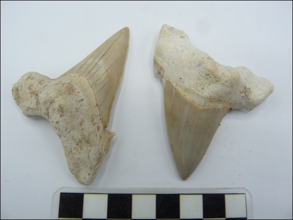 Shark tooth Otodus B 70-80mm