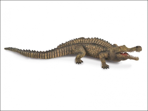Model Sarcosuchus crocodile large