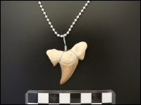 Pendant Shark tooth Otodus large