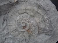 Heteromorph ammonite La Charce F2759