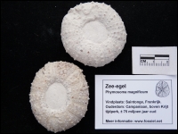 Zee-egel Phymosoma magnificum extra groot