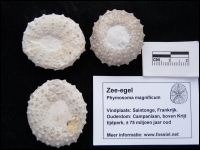 Zee-egel Phymosoma magnificum groot