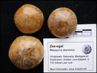Sea urchin Mepygurus depressus small