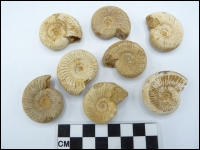 Ammonite Madagascar 3-4cm small