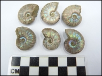 Iridescent ammonite Cleoniceras 20-30mm