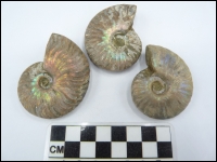 Iridescent ammonite Cleoniceras 50-60mm