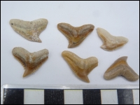 Shark tooth Galeocerdo eaglesonii Morocco middle