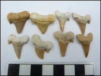 Shark tooth Otodus B 20-25mm