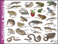Zoekkaart Amfibieën en Reptielen A4
